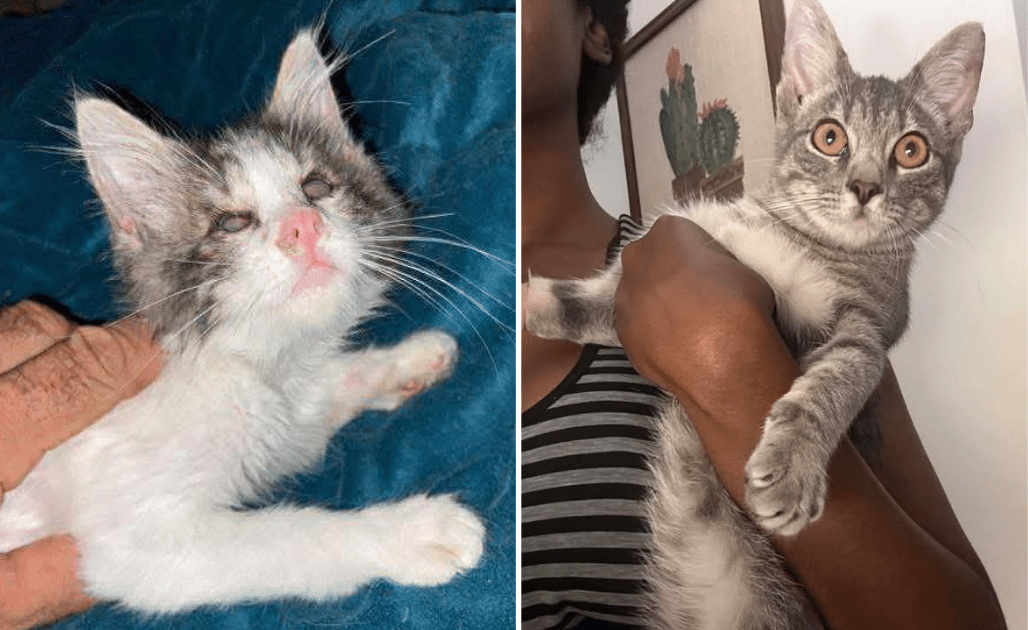 iHeartCats’ Purrfect Start Program Helped Samuel And Todd Get Their Second Chances