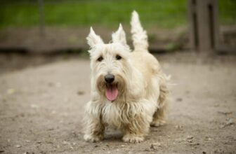 10 Dog Breeds Similar to Schnauzers in 2026 (Ranked by Personality and Build)
