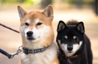10 Dog Breeds Similar to Shiba Inu (2026 Guide)