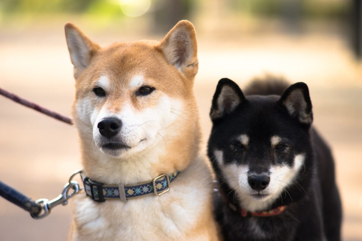 10 Dog Breeds Similar to Shiba Inu (2026 Guide)