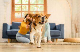 101 Female Beagle Names 2026 (With Meanings)