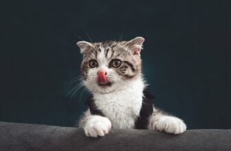 11 Best Urinary & Kidney Support Cat Foods