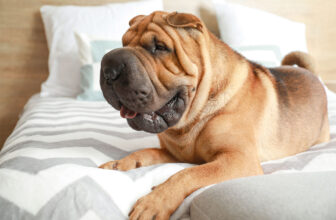 11 Dog Breeds With Surprisingly Frequent Skin Sensitivities