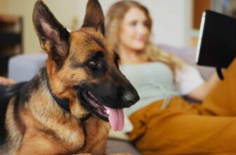 11 Loyal Dog Breeds That Follow You Like A Shadow