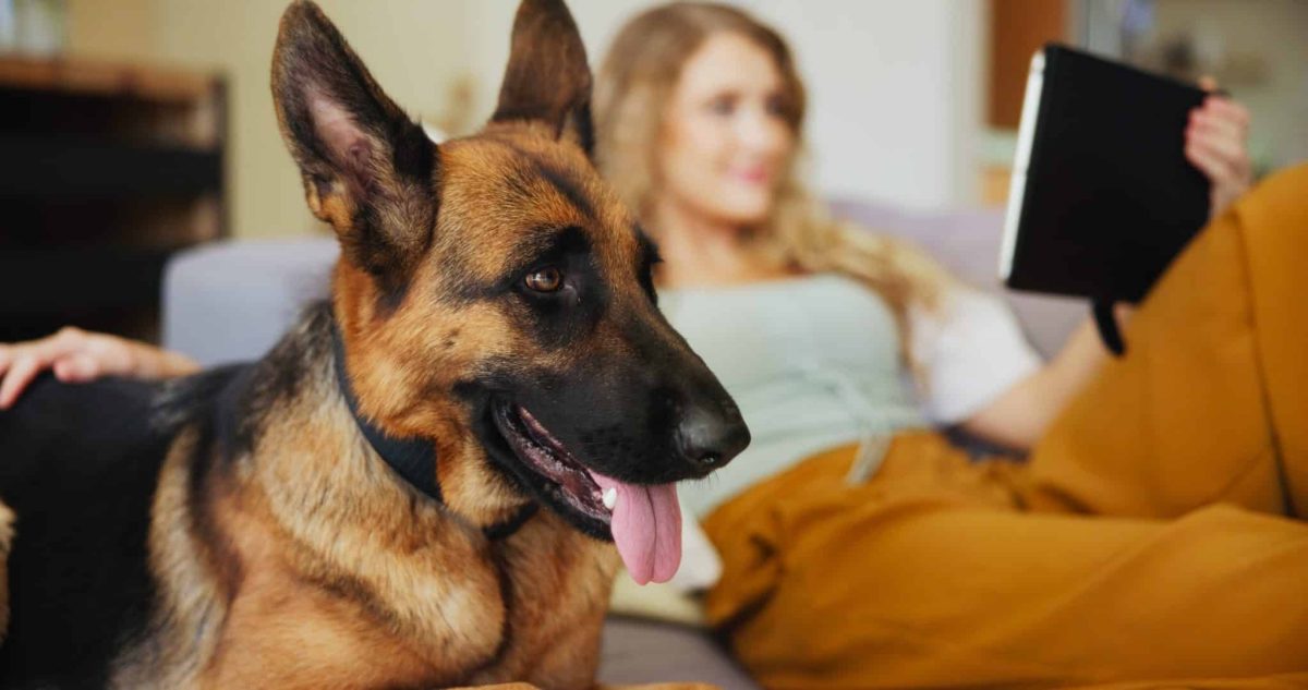 11 Loyal Dog Breeds That Follow You Like A Shadow
