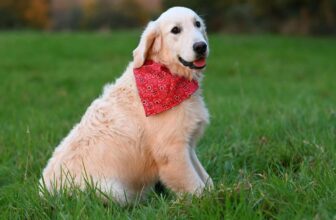 11 Polite Dog Breeds Known For Gentle Manners