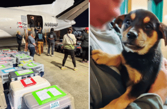 119 Lucky Lives Flew To Hopeful Futures Thanks To iHeartDogs Hero VIPs