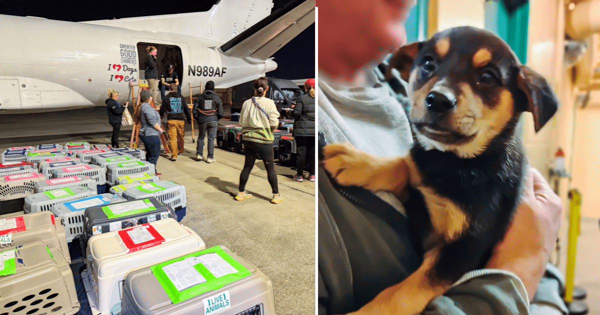 119 Lucky Lives Flew To Hopeful Futures Thanks To iHeartDogs Hero VIPs