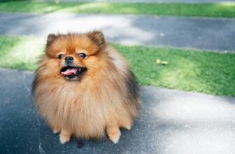 13 Dog Breeds With Big Voices In Small Bodies