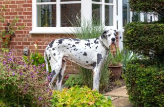 13 Dog Breeds With Quiet Personalities But Strong Presence