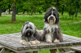 13 Shaggy Dog Breeds That Make Grooming A Full Workout