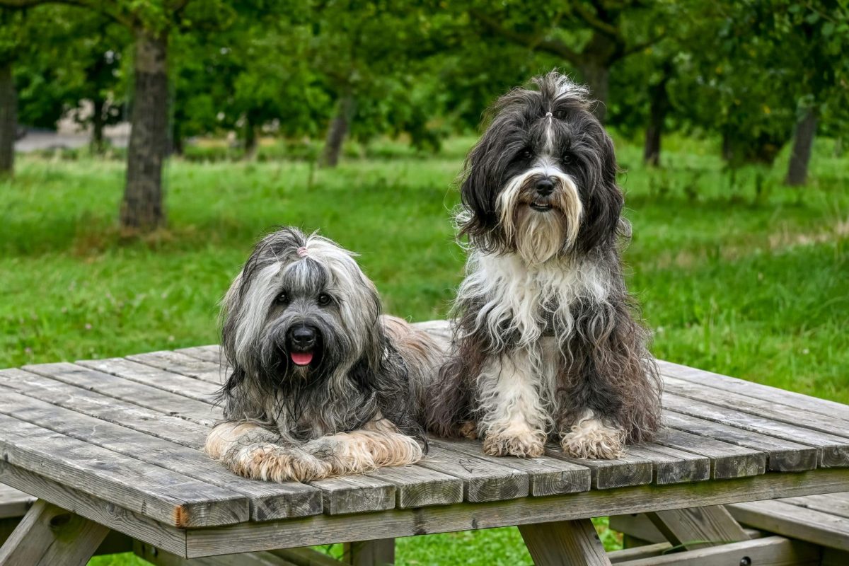 13 Shaggy Dog Breeds That Make Grooming A Full Workout
