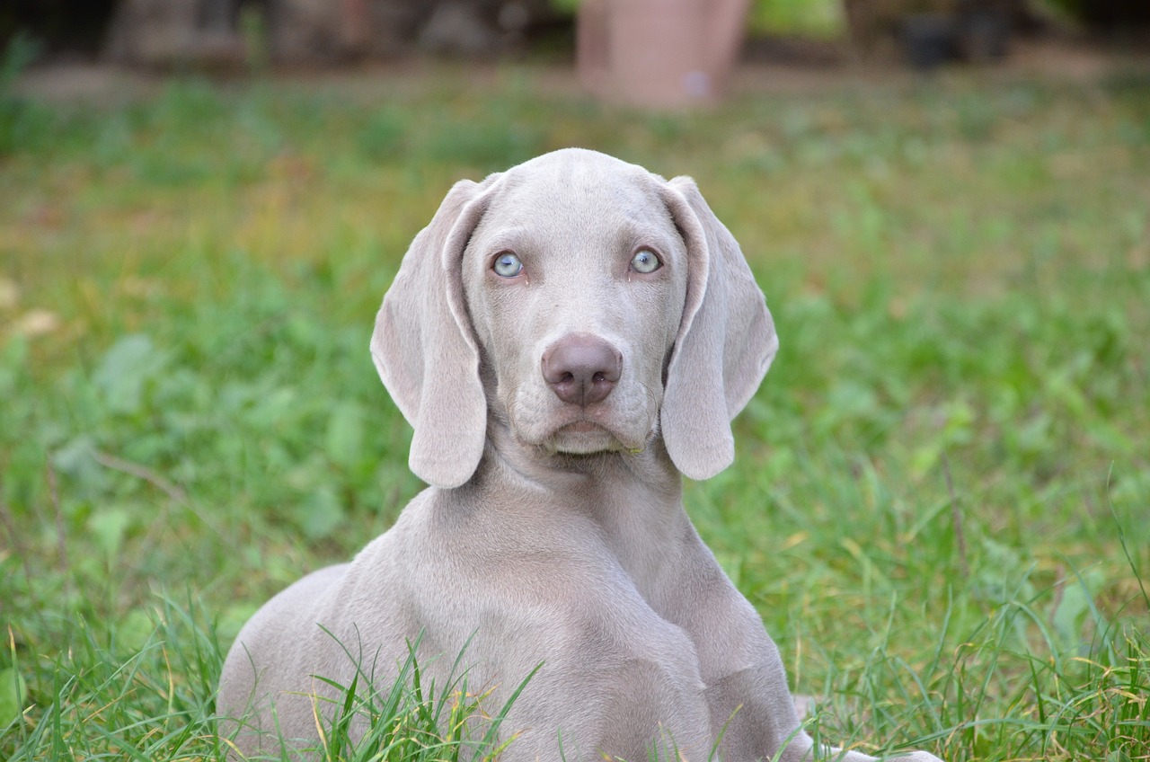 15 Best Foods for Weimaraners with Allergies