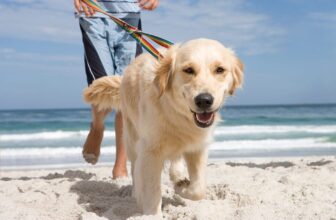 15 Dog Breeds Who Need More Exercise Than Expected