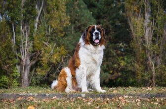 15 Dog Breeds With Soft Temperaments And Tough Exteriors