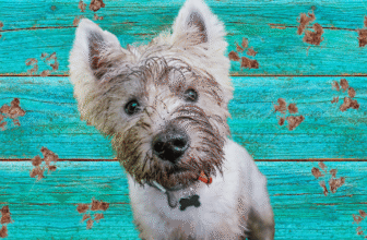 15 Dog Essentials For Springtime Fun Without The Muddy Paw Prints