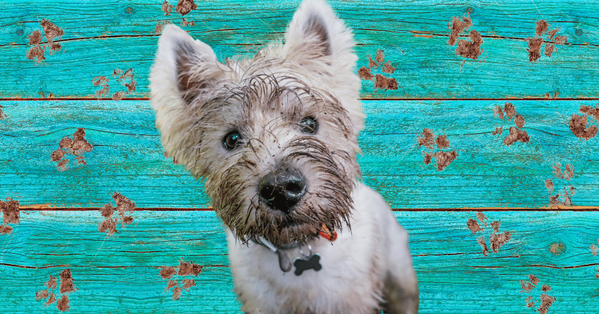 15 Dog Essentials For Springtime Fun Without The Muddy Paw Prints 15 Dog Essentials For Springtime Fun Without The Muddy Paw Prints