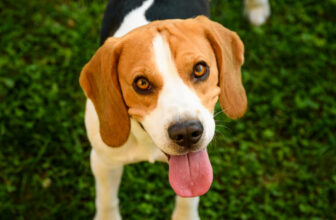 16 Least Obedient Dog Breeds in 2026 (And Why Training Them Is Worth It)