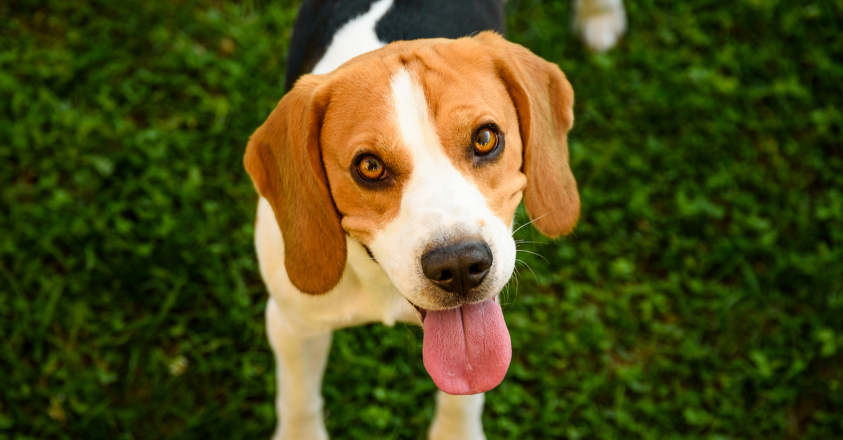 16 Least Obedient Dog Breeds in 2026 (And Why Training Them Is Worth It) 16 Least Obedient Dog Breeds in 2026 (And Why Training Them Is Worth It)