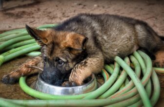 20 Best German Shepherd Puppy Foods