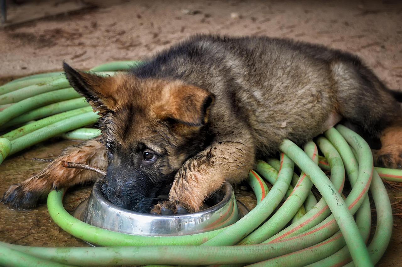 20 Best German Shepherd Puppy Foods