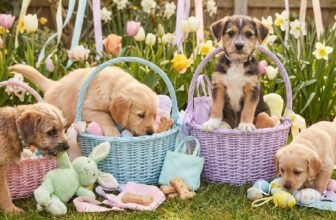 21 Easter Dog Gifts That Make Perfect Basket Stuffers