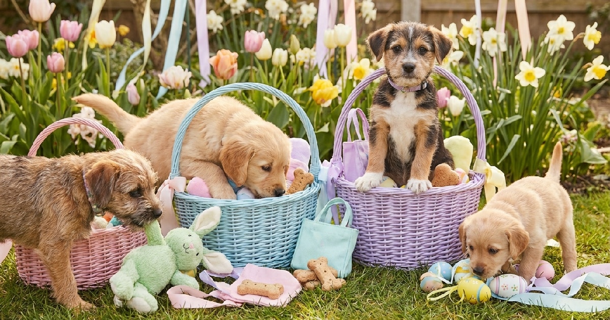 21 Easter Dog Gifts That Make Perfect Basket Stuffers