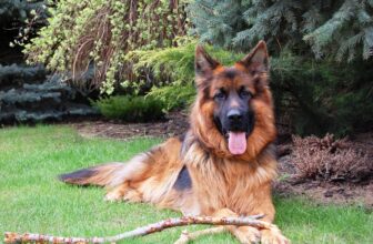 25 Best Foods for an Overweight German Shepherd