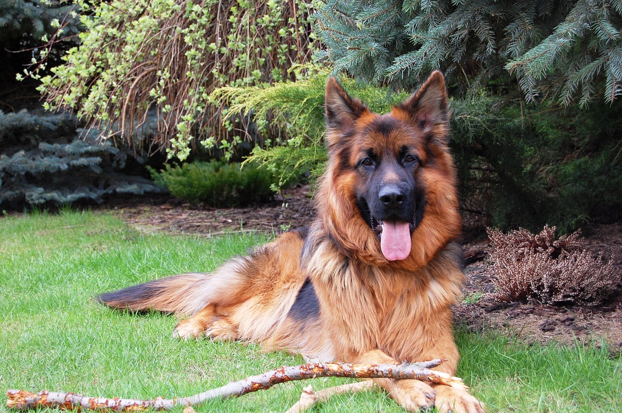 25 Best Foods for an Overweight German Shepherd