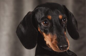 30 Foods for Dachshunds with Sensitive Stomachs