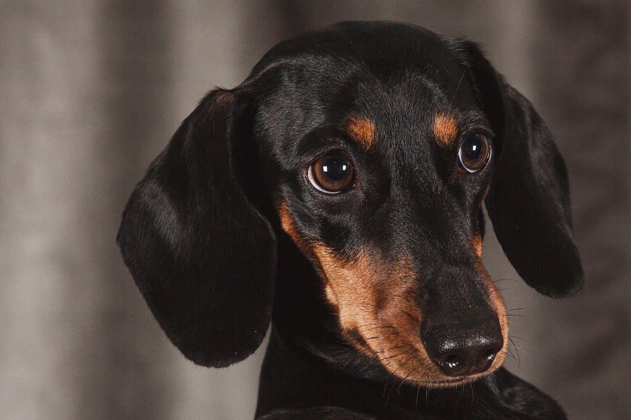 30 Foods for Dachshunds with Sensitive Stomachs