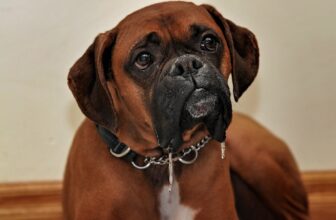 33 Foods for Boxers with Sensitive Stomachs