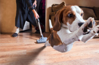 5 Best Vacuums For Dog Owners