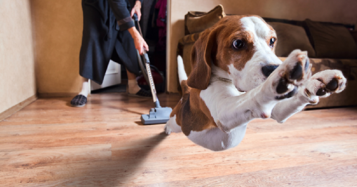 5 Best Vacuums For Dog Owners 5 Best Vacuums For Dog Owners