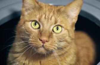 5 Subtle Signs Of Kidney Disease In Cats