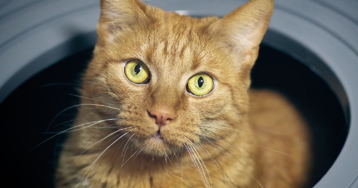 5 Subtle Signs Of Kidney Disease In Cats