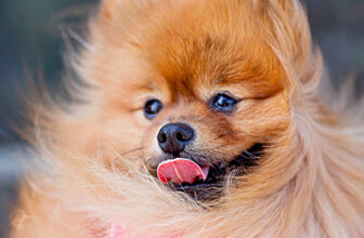 5 Unbeatable Ways To Eliminate Dog Hair From Your Home