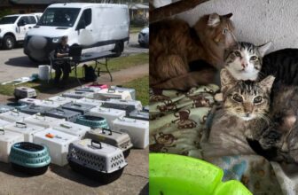 64 Cats Rescued From ‘Deplorable’ Home In City’s Largest Animal Rescue Case Ever