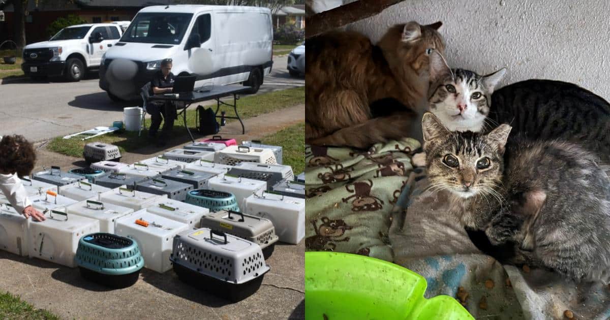 64 Cats Rescued From ‘Deplorable’ Home In City’s Largest Animal Rescue Case Ever