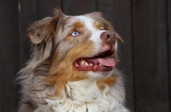 8 Best Dog Foods for Australian Shepherds with NO Fillers