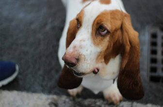 8 Best Dog Foods for Basset Hounds with NO Fillers