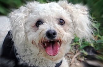 8 Best Dog Foods for Bichon Frises with NO Fillers