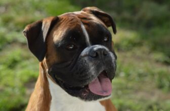 8 Best Dog Foods for Boxers with NO Fillers