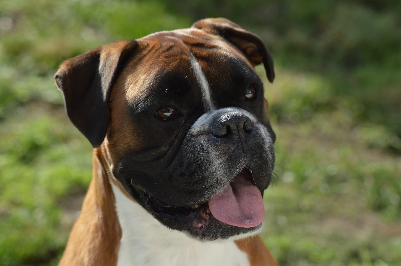 8 Best Dog Foods for Boxers with NO Fillers 8 Best Dog Foods for Boxers with NO Fillers