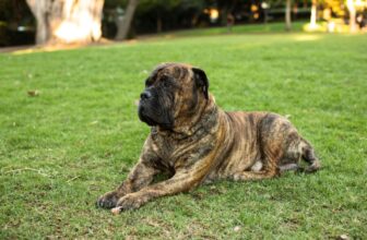 8 Best Dog Foods for Bullmastiffs with NO Fillers
