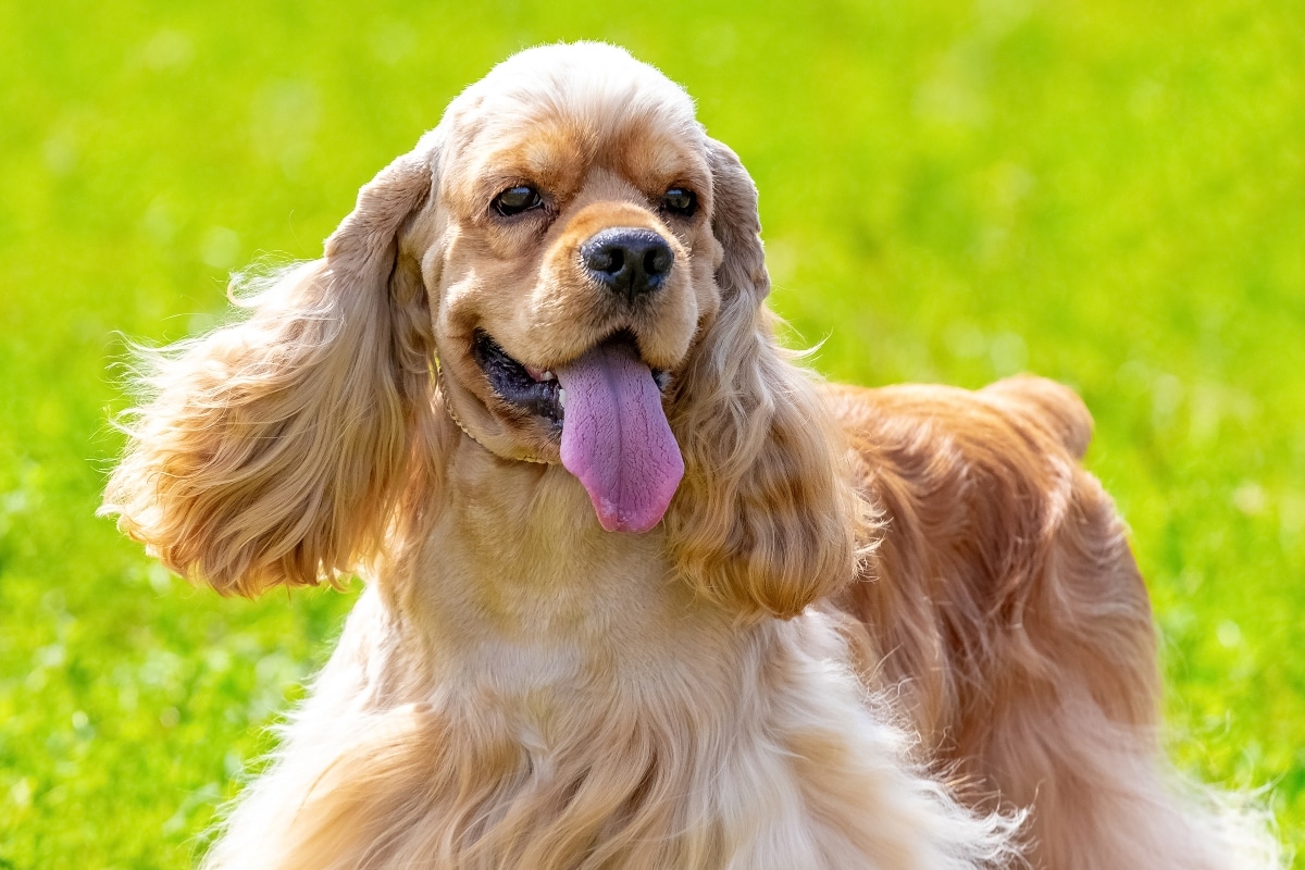 8 Best Dog Foods for Cocker Spaniels with NO Fillers