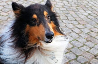 8 Best Dog Foods for Collies with NO Fillers
