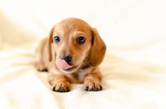 8 Best Dog Foods for Dachshunds with NO Fillers