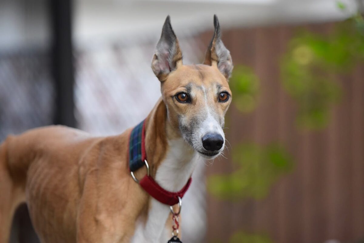 8 Best Dog Foods for Greyhounds with NO Fillers