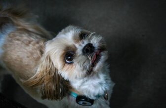 8 Best Dog Foods for Maltese with NO Fillers